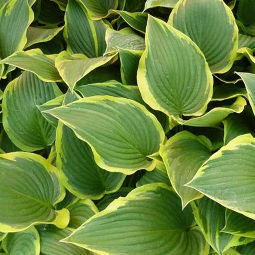 Hosta Yellow River Funkia - Hosta yellow river - Plantes