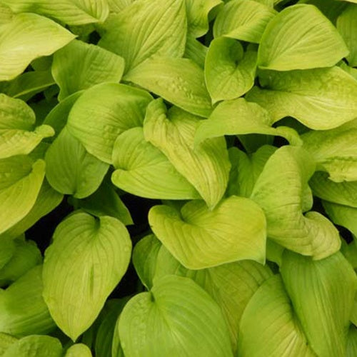 Hosta Zodiac Funkia - Hosta zodiac - Plantes