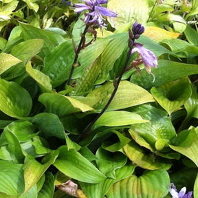 Hosta Little Black Scape Funkia - Hosta little black scape - Plantes