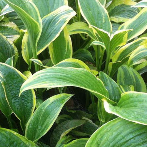 Hosta des montagnes Aureo-marginata - Hosta montana aureomarginata - Plantes