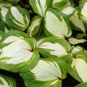 Hosta Raspberry Sundae Funkia - Hosta raspberry sundae - Plantes