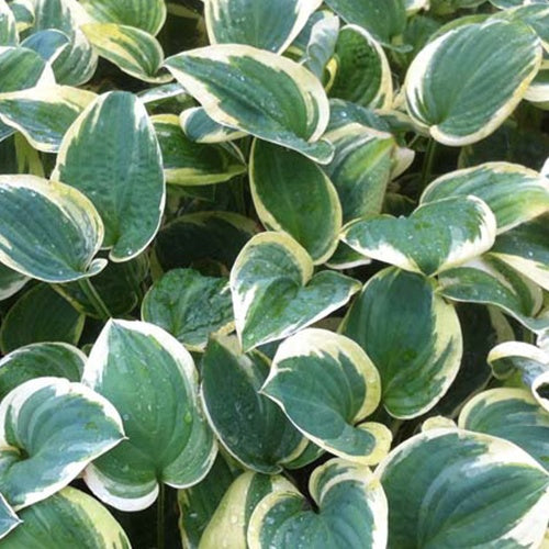 Hosta Snow Cap Funkia - Hosta snow cap - Plantes