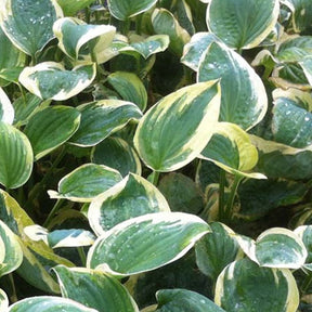 Hosta Shade Fanfare - Hosta shade fanfare - Plantes