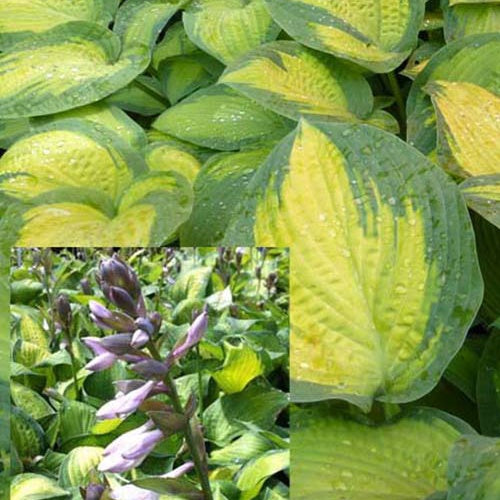 Hosta de Siebold Kabitan - Hosta kabitan - Plantes