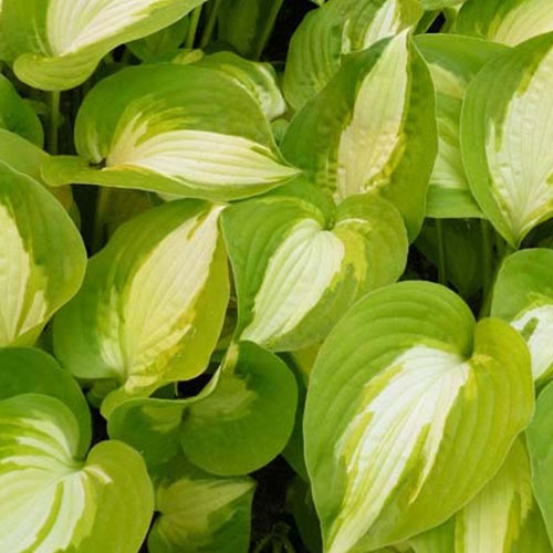 Hosta Summer Music Funkia - Hosta summer music - Plantes