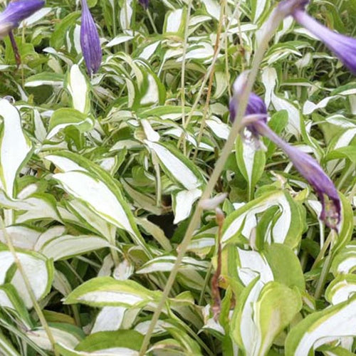 Hosta de Siebold Silver Kabitan - Hosta silver kabitan - Plantes