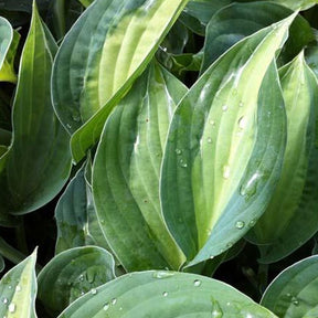 Hosta Striptease Funkia - Hosta striptease - Plantes