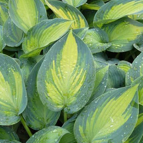 Hosta June Fever EXTRA - Hosta hybride june - Plantes