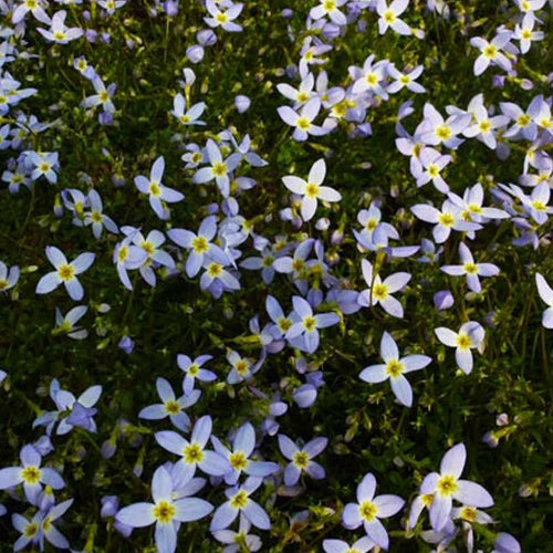 3 Houstonies bleues Millard's Variety - Houstonia caerulea millards variety - Plantes