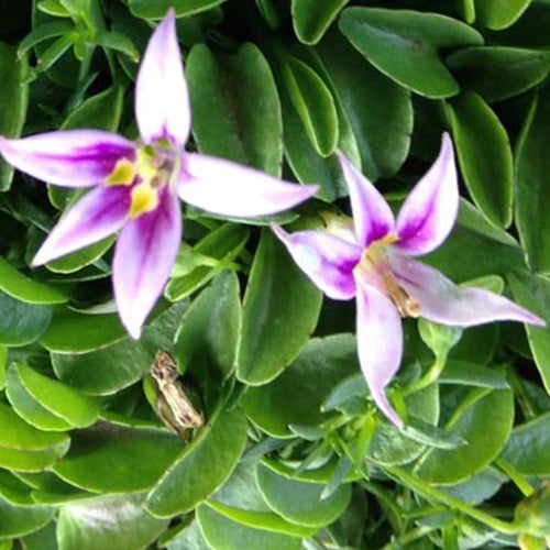 3 Hypselas à feuilles reniformes Rosea - Hypsela reniformis - Plantes