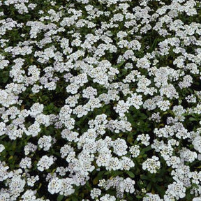 3 Corbeilles d'argents Master piece Thlaspi toujours vert - Iberis masterpiece - Plantes