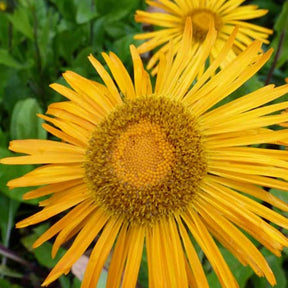 3 Aunées d'orient Inule d'orient - Inula orientalis - Plantes