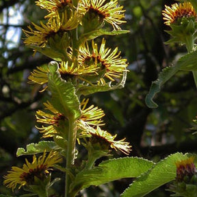 3 Aunées Sonnenspeer Inula racemosa Sonnenspeer - Inula racemosa sonnenspeer - Plantes