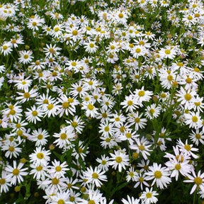 3 Kaliméris incisa Aster du Japon - Kalimeris incisa - Plantes