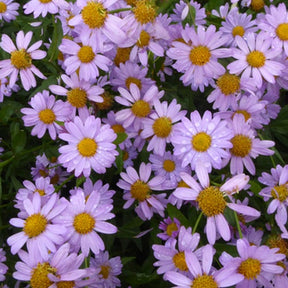 Faux-aster mongol Antonia - Kalimeris mongolica antonia - Plantes