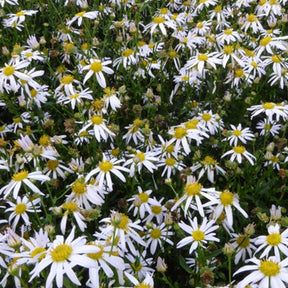 3 Faux-Asters mongol Mon Jardin - Kalimeris mongolica mon jardin - Plantes