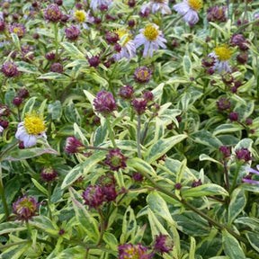 Kaliméris yomena Shogun Aster du Japon yomena Shogun - Kalimeris yomena shogun - Plantes