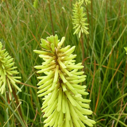 Tritoma Green Jade - Kniphofia green jade - Plantes