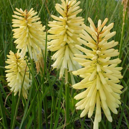 Tritoma Moonstone - Kniphofia moonstone - Plantes