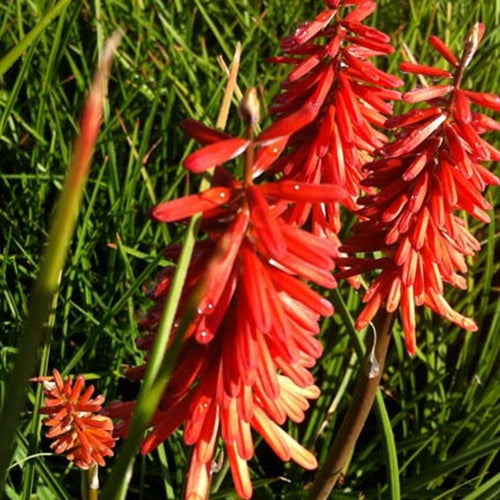 Tritoma Red Rocket - Kniphofia red rocket - Plantes