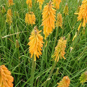 Tritoma Pineapple Popsicle - Kniphofia pineapple popsicle ( popsicle series ) - Plantes