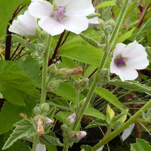 Guimauve officinale - Althaea officinalis - Plantes