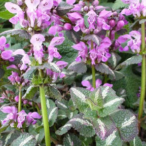 3 Lamiers tachetés Chequers - Lamium maculatum chequers - Plantes