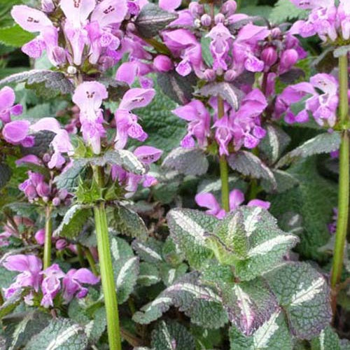 3 Lamiers tachetés Chequers - Lamium maculatum chequers - Plantes