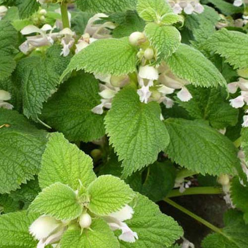 Lamier à grandes fleurs Album - Lamium orvala album - Plantes