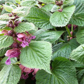 Lamium orvala Lamier orvale - Lamium orvala - Plantes