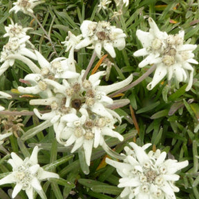 3 Edelweiss des Alpes Mont Blanc - Leontopodium alpinum mont blanc - Plantes