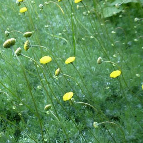 3 Cotule hérissée - Cotula hispida - Plantes