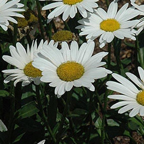 3 Leucanthèmes Brightside Grande Marguerites Brightside - Leucanthemum x superbum brightside - Plantes