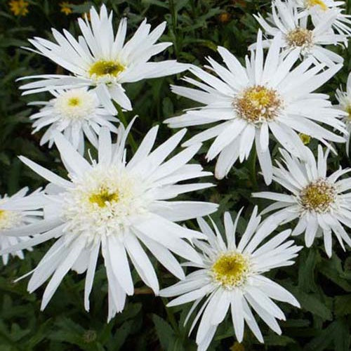 Marguerite d'été Christine Hagemann Leucanthème Christine Hagemann - Leucanthemum x superbum christine hagemann - Plantes