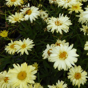 Marguerite d'été Goldfinch Leucanthème Goldfinch - Leucanthemum x superbum goldfinch - Plantes