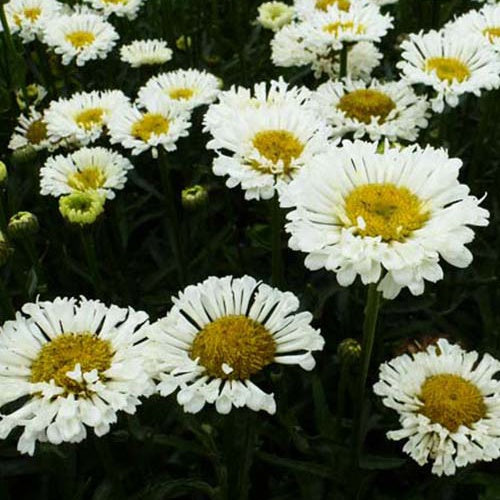 Marguerite Real Neat - Leucanthemum superbum real neat - Plantes