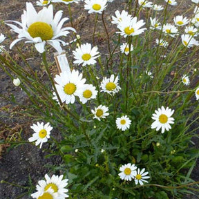 3 Marguerites communes - Leucanthemum vulgare - Plantes