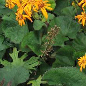 Ligulaire à feuilles dentées - Ligularia dentata - Plantes