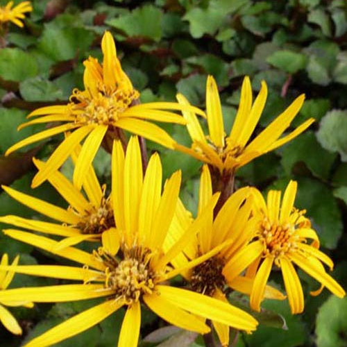 Ligulaire Othello - Ligularia dentata othello - Plantes