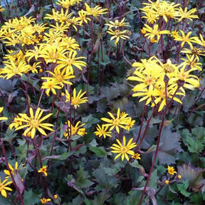 Ligulaire Osiris Café Noir - Ligularia osiris café noir - Plantes