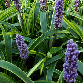 Liriope muscari Gold Banded - Liriope muscari gold banded - Plantes