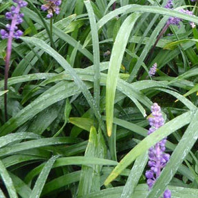 Liriope Purple Passion Faux-muscari pourpré - Liriope muscari purple passion - Plantes