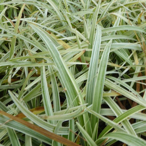 Liriope en épis Silver Dragon - Liriope spicata silver dragon - Plantes