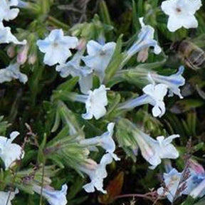 Grémil diffus Cambridge Blue - Lithodora diffusa cambridge blue - Plantes