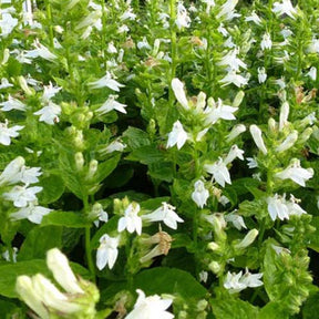 3 Lobélies siphilitique Alba - Lobelia siphilitica alba - Plantes