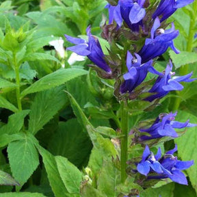 3 Grandes Lobélies bleue Blaue Auslese Lobélia des marais - Lobelia siphilitica blaue auslese - Plantes