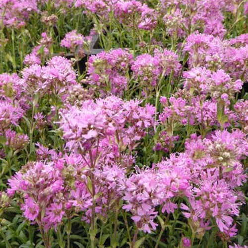 3 Lychnis des Alpes Rosea - Lychnis alpina rosea - Plantes