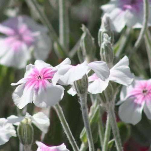 3 Coquelourdes Oculata Coquelourdes à œil rose - Lychnis coronaria oculata - Plantes