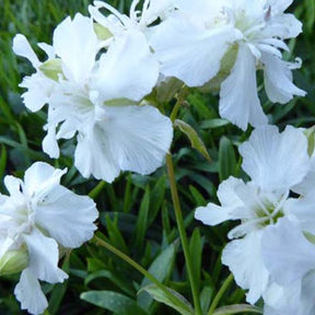 3 Silènes visqueux Alba Viscaire Alba - Lychnis viscaria alba - Plantes