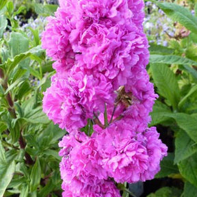 Silène visqueux Plena Viscaire Plena - Lychnis viscaria plena - Plantes